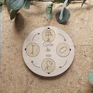 Cycle de vie haricot